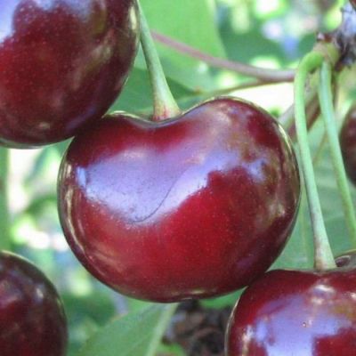 Вишня Сюрприз Вишня Сюрприз - Dolina-Sad.Ru