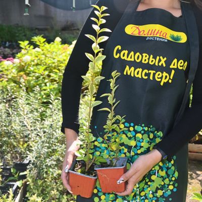 Бирючина обыкновенная Ауреум фото