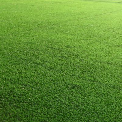 Газонная трава Спортивная площадка спортивный газон, 100 гр - Dolina-Sad.Ru