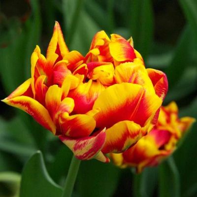 Тюльпан Силеста Тюльпан Силеста фото