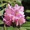 Рододендрон Сцинтиллейшн - Dolina-Sad.Ru