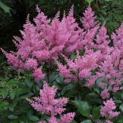 Астильба Арендса Дарвинс Дрим Астильба Арендса Дарвинс Дрим - Dolina-Sad.Ru