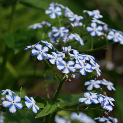 Бруннера крупнолистная Старри Айс Бруннера крупнолистная Старри Айс - Dolina-Sad.Ru