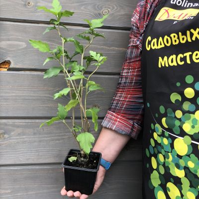 Гибискус сирийский Вудбридж Гибискус сирийский Вудбридж фото