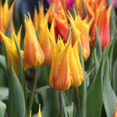 Тюльпан Венди Глоуб за рубль Тюльпан Венди Глоуб за рубль фото