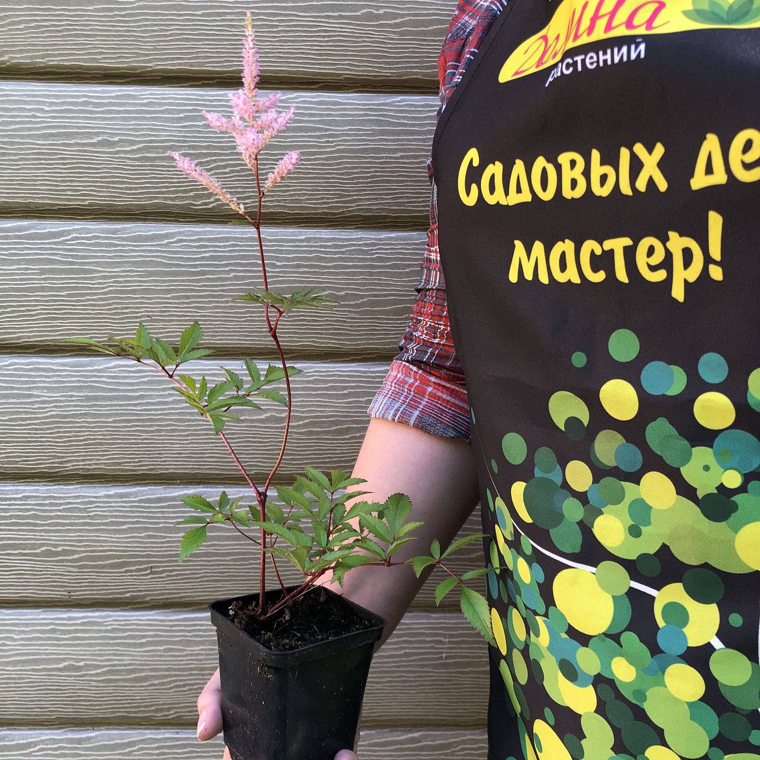 Астильба японская Пич Блоссом Астильба японская Пич Блоссом фото