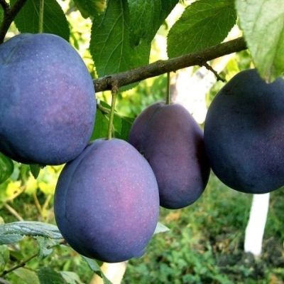 Слива Топ Гигант Слива Топ Гигант - Dolina-Sad.Ru