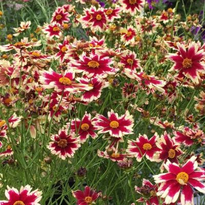 Кореопсис Руби Фрост , x Кореопсис Руби Фрост , x фото