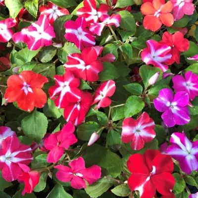 Бальзамин Созвездия F1 Смесь Бальзамин Созвездия F1 Смесь фото