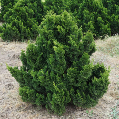 Кипарисовик туполистный Чабо Ядори фото