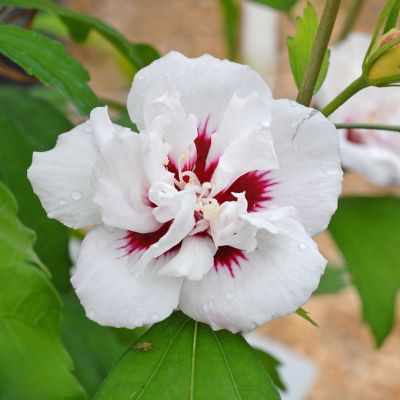 Гибискус сирийский Леди Стенли Гибискус сирийский Леди Стенли - Dolina-Sad.Ru