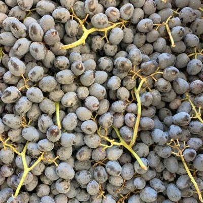 Виноград Победа - Dolina-Sad.Ru