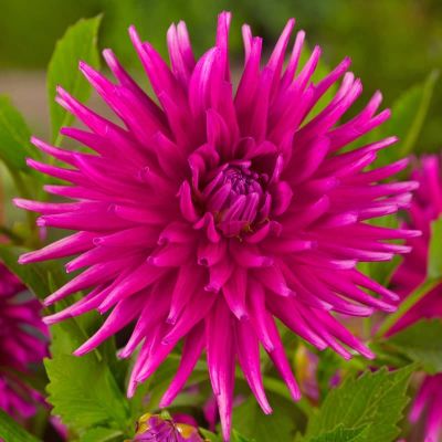 Георгина Папл Сити Георгина Папл Сити фото