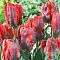Тюльпан Блюмекс Фаворит Тюльпан Блюмекс Фаворит фото