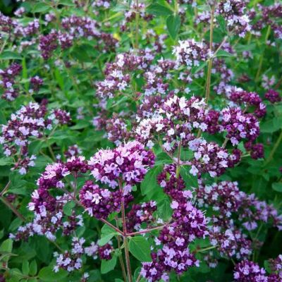 Душица Мила (орегано) автор. Душица Мила (орегано) автор. фото