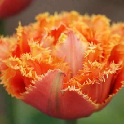 Тюльпан Эспирит Тюльпан Эспирит фото