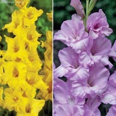 Гладиолусы Альфа+Лимончелло Гладиолусы Альфа+Лимончелло фото