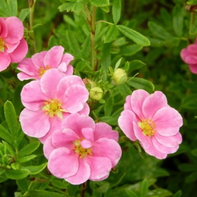 Лапчатка кустарниковая Лавли Пинк (Пинк Бьюти) фото