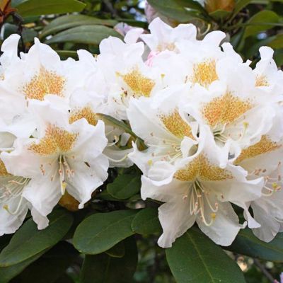 Рододендрон Кетевбинский Альбум фото