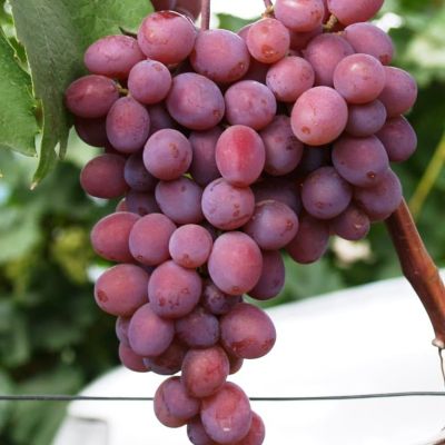 Виноград Кишмиш-Запорожский (бессемянный) фото