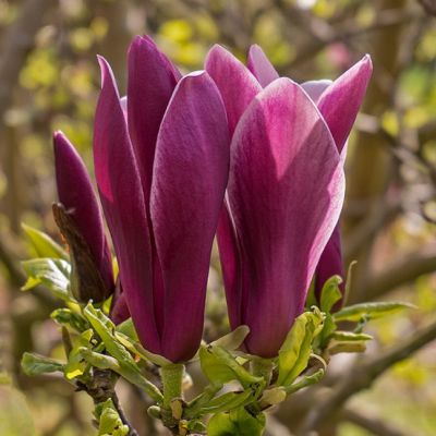 Магнолия лилиецветная Нигра фото