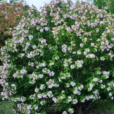 Гибискус сирийский Леди Стенли Гибискус сирийский Леди Стенли - Dolina-Sad.Ru