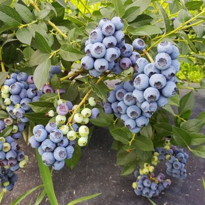 Голубика Аврора - Dolina-Sad.Ru