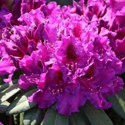 Рододендрон Азурро - Dolina-Sad.Ru