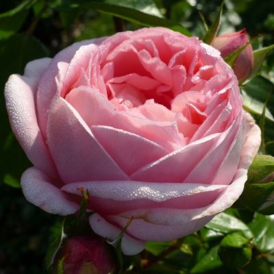 Роза Вояж Роза Вояж - Dolina-Sad.Ru