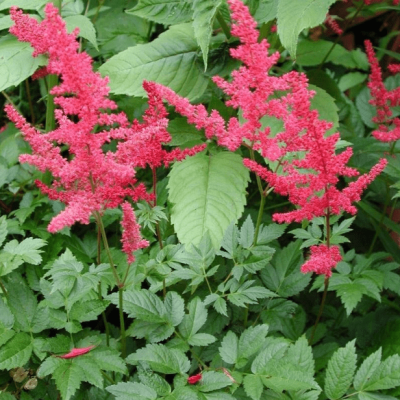 Астильба Арендса Глют Астильба Арендса Глют фото