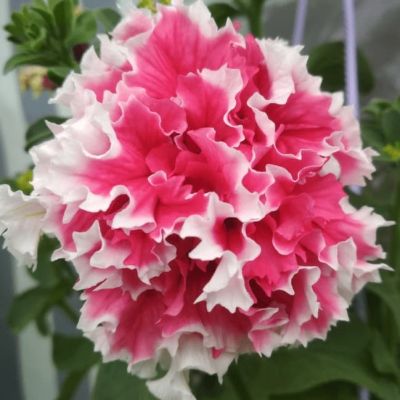 Петуния Махровые Пируэтт ред Петуния Махровые Пируэтт ред фото