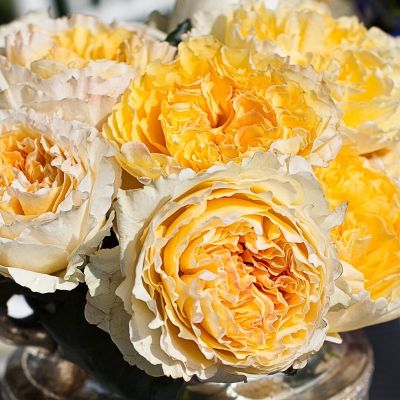 Роза Штамбовая Беатрис Роза Штамбовая Беатрис - Dolina-Sad.Ru