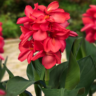 Каннасол Хэппи Изабель Каннасол Хэппи Изабель фото