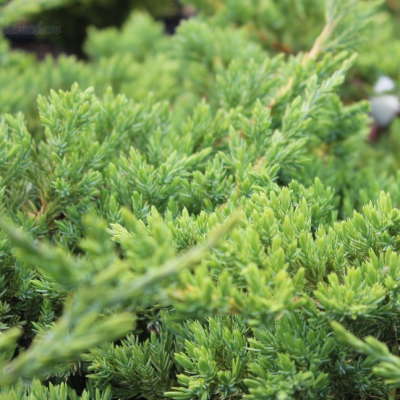 Можжевельник чешуйчатый Хуннеторп фото