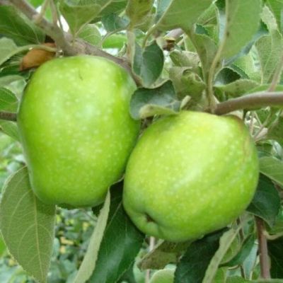 Яблоня зимнее Лимонное/Зимняя Яблоня зимнее Лимонное/Зимняя фото