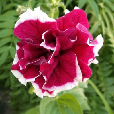 Петуния Махровые Пируэтт ред Петуния Махровые Пируэтт ред фото