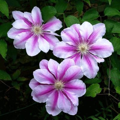 Клематис Нелли Мозер Клематис Нелли Мозер фото