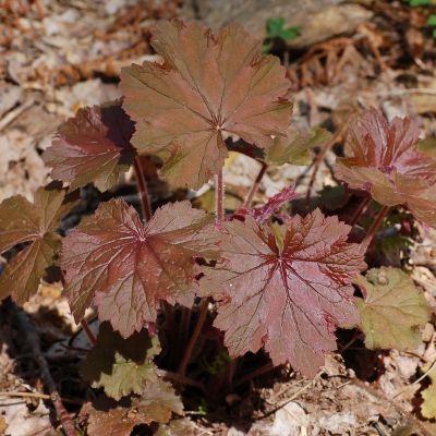 Гейхера мохнатая - Dolina-Sad.Ru
