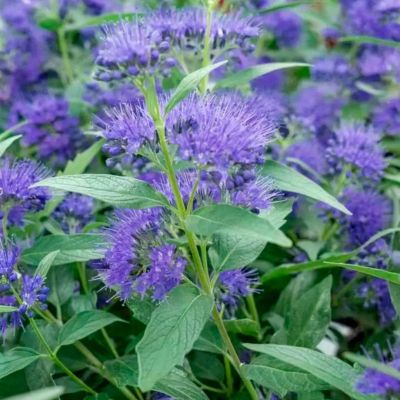 Кариоптерис кландонский Блю Эмпайр Кариоптерис кландонский Блю Эмпайр - Dolina-Sad.Ru