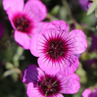 Герань пепельная Джолли Джювел Найт Герань пепельная Джолли Джювел Найт - Dolina-Sad.Ru