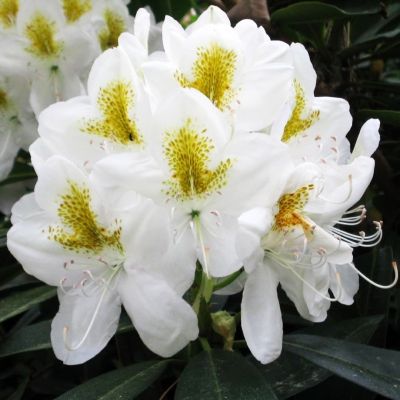 Рододендрон Кетевбинский Альбум фото