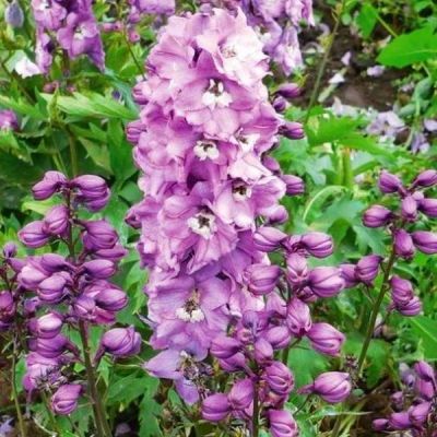 Дельфиниум "Мэджик Фаунтейн Дип роз/вайт Би" фото