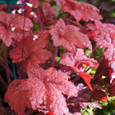 Гейхера Отумн Ливс Гейхера Отумн Ливс - Dolina-Sad.Ru