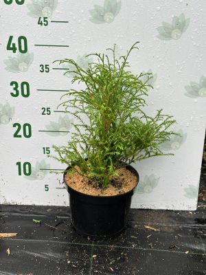 Туя западная Мистер Боулинг Болл, С2 Туя западная Мистер Боулинг Болл, С2 - Dolina-Sad.Ru