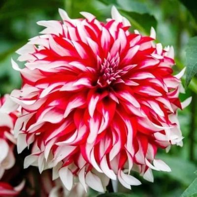 Георгина Санта Клаус Георгина Санта Клаус фото