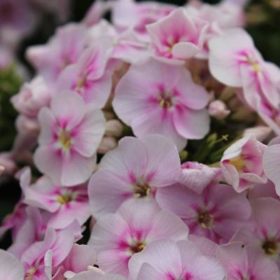 Флокс метельчатый Юник Биколор - Dolina-Sad.Ru