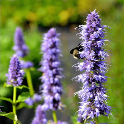 Агастахе Блэк Аддер , С1,5 Агастахе Блэк Аддер , С1,5 фото