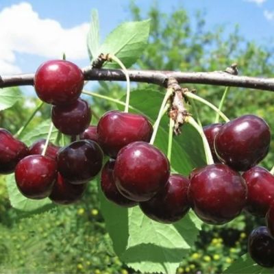 Вишня Сюрприз Вишня Сюрприз - Dolina-Sad.Ru