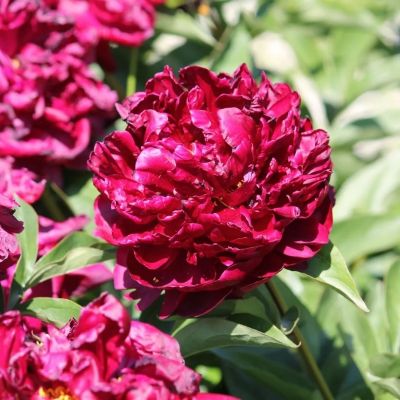 Пион Месье Мартин Каюзак - Dolina-Sad.Ru