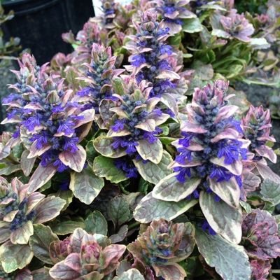 Агастахе Флер Агастахе Флер - Dolina-Sad.Ru